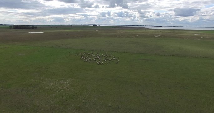 Aerial drone scene of sheep herd running through the countryside. From distant point of view up to close up of herd scared towards the fence.