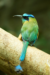 Blue-crowned Motmot sitting on a tree