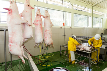 Slaughterhouse scene featuring workers and a hanged animal on the production line portraying the regulated and humane process of meat production Property released image