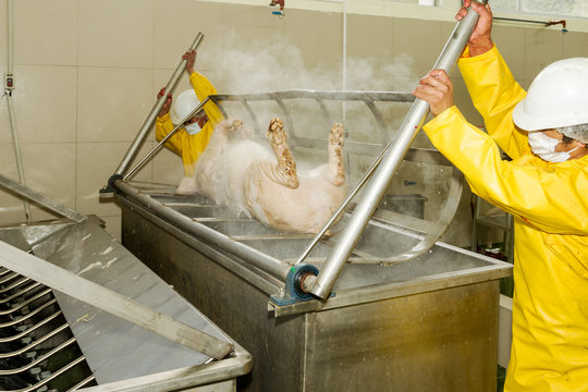 Skilled workers manually remove a pig carcass from a scalding tub,using human power to soften the hair for easier removal.