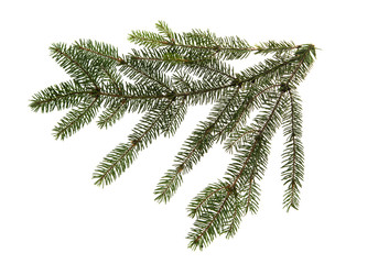 Green spruce branch