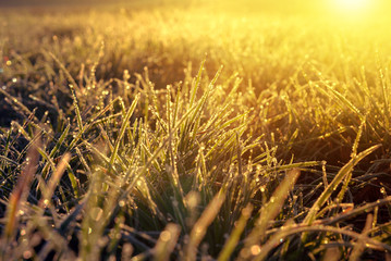 Fototapeta premium Frozen grass at sunrise close up. Nature background.