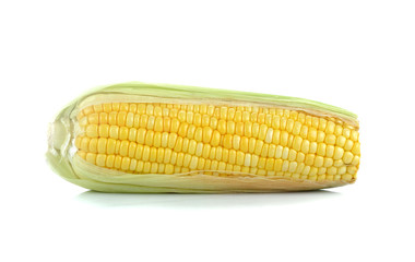  Corn isolated on a white background