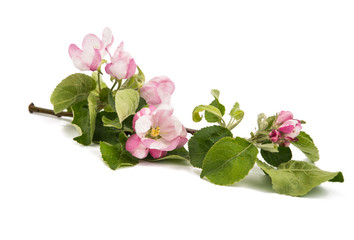 apple tree branch with flowers