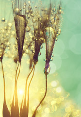 Dewy dandelion flower at sunset close up © vencav