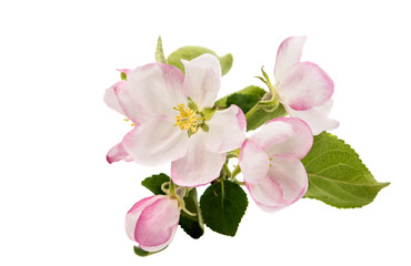 Fototapeta na wymiar apple tree branch with flowers