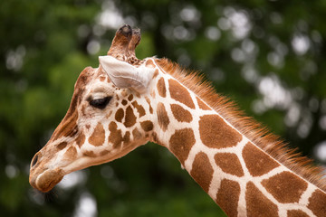 Portrait of Giraffe © donyanedomam