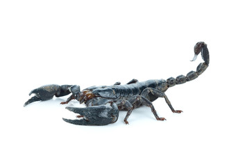 Scorpion on white background