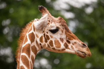 Fototapeta na wymiar Portrait of Giraffe
