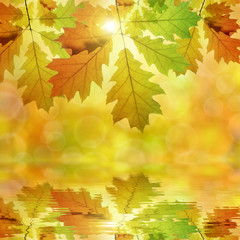 Autumn leaves of oak tree