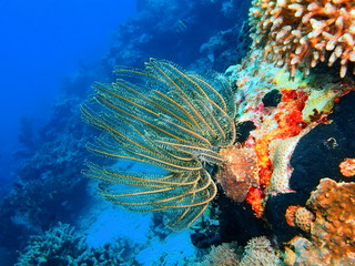 Crinoid, Island Bali