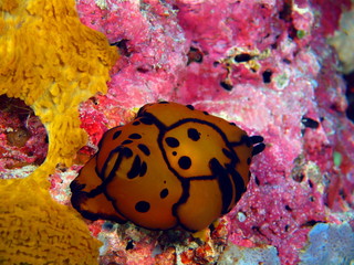 True sea slug, Island Bali