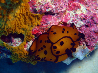 True sea slug, Island Bali