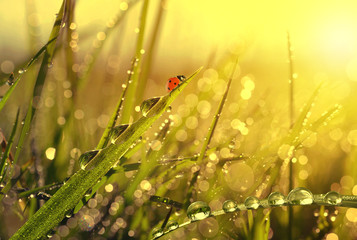 Naklejka premium Fresh morning dew and ladybird at sunrise. Nature background.