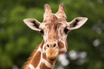 Portrait of Giraffe © donyanedomam