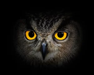 Photo sur Plexiglas Hibou Yeux grand-duc sur fond noir