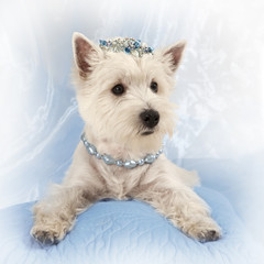 West Highland White Terrier puppy on a pillow