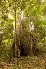 Fototapeta premium A biologist stands next to a massive 3 meter diameter kapok tree in the lush Ecuadorian jungle,studying its ecological significance.