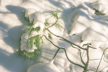 Winter forest in snow