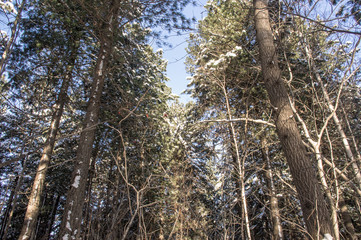 Tops of of coniferous trees in the snow