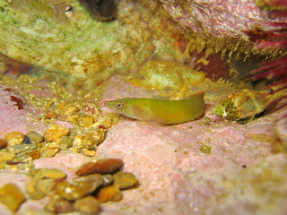 Connemara clingfish Lepadogaster candollei female
