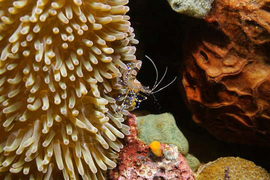 Spotted cleaner shrimp underwater Caribbean sea