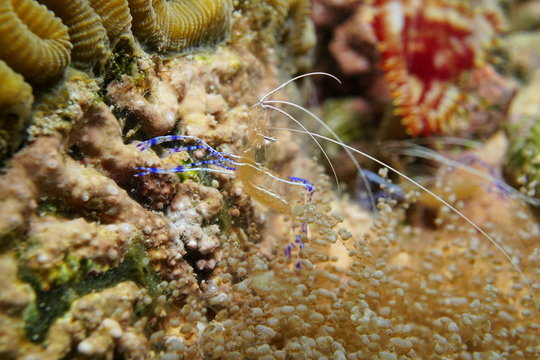 Underwater marine life Pederson cleaner shrimp