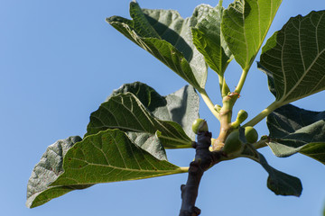 branch with figs growing, against a blue sky