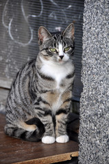 tabby cat sits near the basement