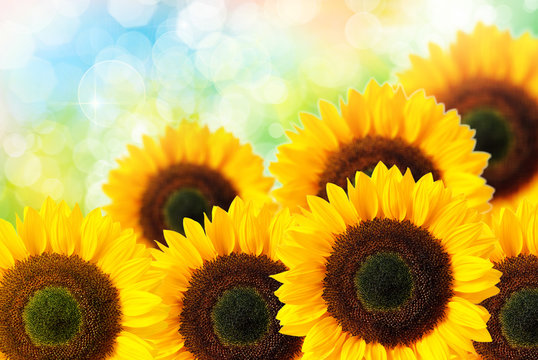 Close up of sunflower