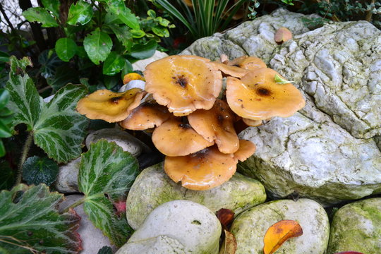 Chiodino (Armillaria mellea)
