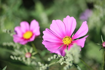 Obraz premium コスモス