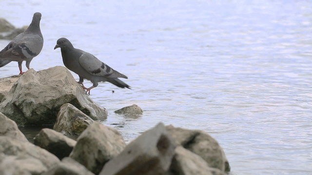 Nature life of pigeons at the pier, riverside and Bangkok, Thailand. 