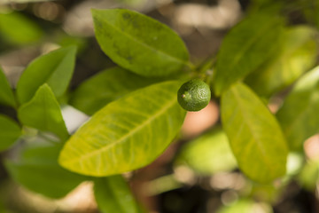 green citrus fruit on the tree