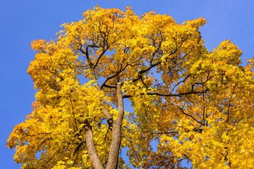 Beautiful yellow leaves on the tree against the blue sky.