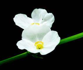 Beautiful flowers of jasmine 