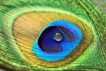 Fototapeta premium a water drop on peacock feather 