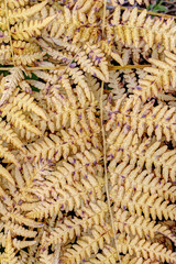 Detail of the dried leaves of fern