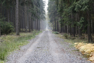 Naklejka premium Forest Road In The Coniferous Woodland