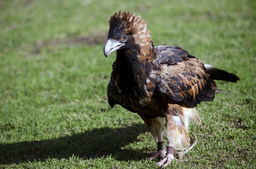 bustard