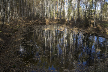 Осень в лесу.