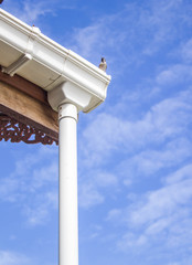 bird on roof