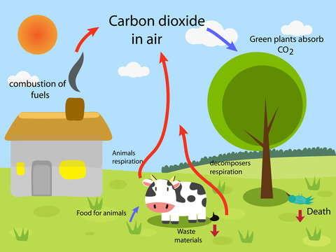 the carbon cycle