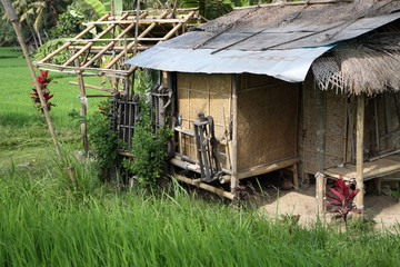 Hütte im Reisfeld