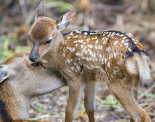 Fawn and mom deer in a forest