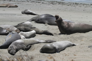 Elephant seals on the beach in central California.