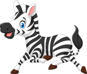 Happy baby zebra running 