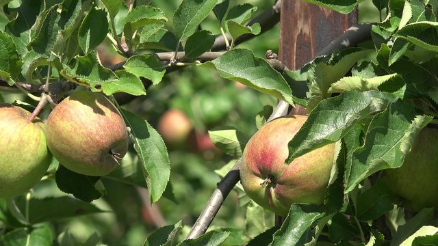 Rote &Auml;pfel h&auml;ngen am Apfelbaum