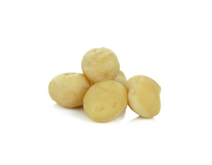 Macadamia Nut isolated on white background
