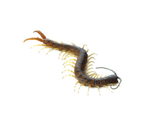 Centipede